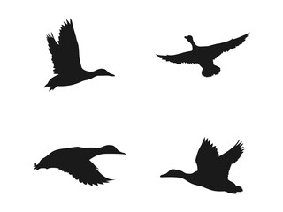 Landing mallard duck silhouette. landing goose vector art.. free vector illustration. Silhouettes of Ducks in Flight Against a White Background