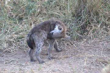 A hyena cub playing with its mother