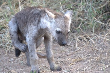 A hyena cub playing with its mother