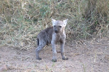 A hyena cub playing with its mother