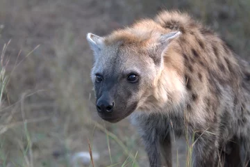  A hyena cub playing with its mother © Davide Antoniani