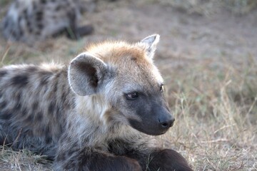 A hyena cub playing with its mother