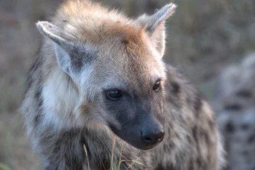  A hyena cub playing with its mother © Davide Antoniani