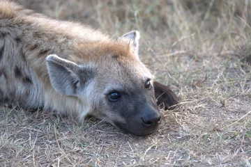  A hyena cub playing with its mother © Davide Antoniani