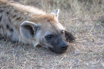A hyena cub playing with its mother