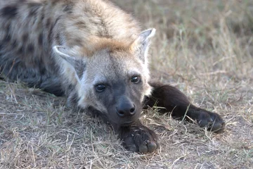  A hyena cub playing with its mother © Davide Antoniani