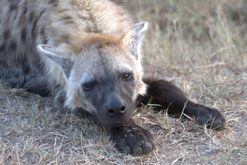 A hyena cub playing with its mother