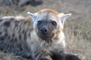 A hyena cub playing with its mother