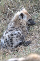 A hyena cub playing with its mother