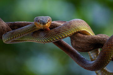 close-up Venomous Mangrove pit Viper
