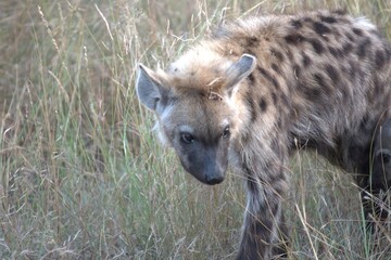 A hyena cub playing with its mother