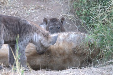 A hyena cub playing with its mother