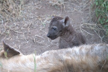 A hyena cub playing with its mother