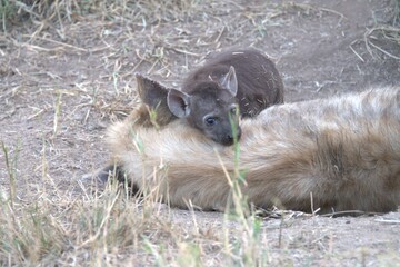 A hyena cub playing with its mother