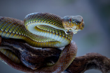 Fototapeta premium close-up Venomous Mangrove pit Viper