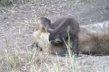 A hyena cub playing with its mother
