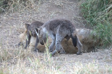 A hyena cub playing with its mother