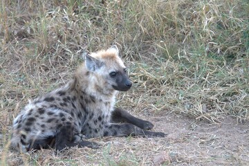 A hyena cub playing with its mother