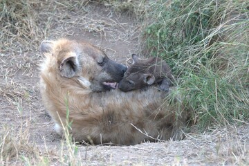A hyena cub playing with its mother
