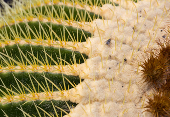 Zbliżenie na kaktusa z muchą.