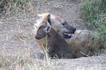 A hyena cub playing with its mother