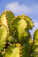 Kaktus na tle nieba,