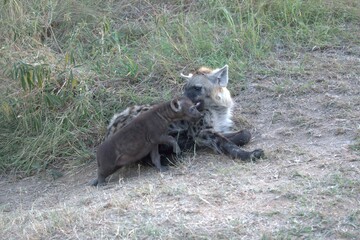 Naklejka premium A hyena cub playing with its mother