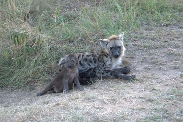 A hyena cub playing with its mother