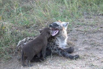 A hyena cub playing with its mother