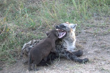A hyena cub playing with its mother