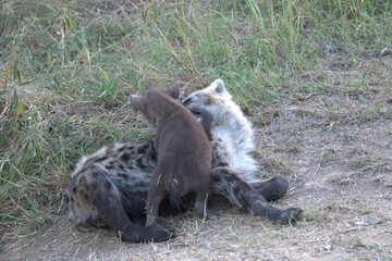 A hyena cub playing with its mother
