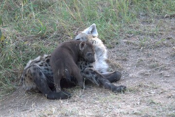 A hyena cub playing with its mother