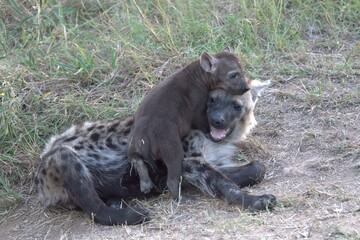A hyena cub playing with its mother