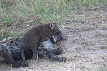 A hyena cub playing with its mother