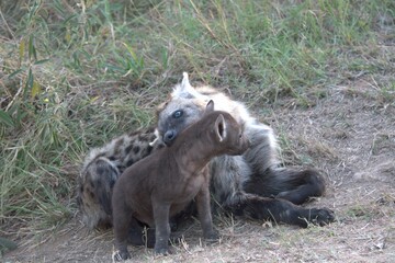 A hyena cub playing with its mother
