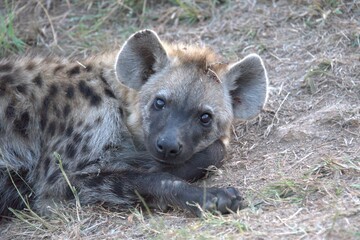 A hyena cub playing with its mother