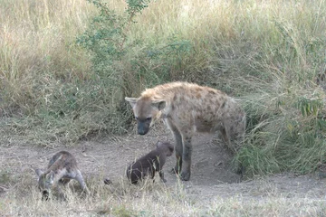  A hyena cub playing with its mother © Davide Antoniani