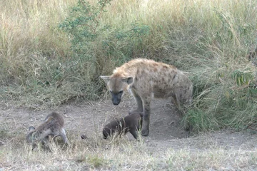  A hyena cub playing with its mother © Davide Antoniani