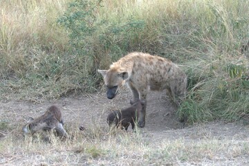 A hyena cub playing with its mother