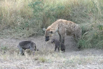  A hyena cub playing with its mother © Davide Antoniani