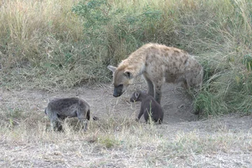 A hyena cub playing with its mother © Davide Antoniani