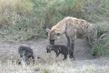 A hyena cub playing with its mother