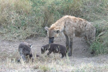 A hyena cub playing with its mother