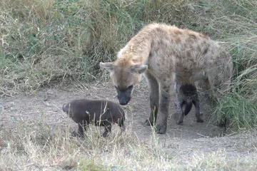 A hyena cub playing with its mother © Davide Antoniani