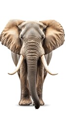 Obraz premium アフリカ象 正面 白い背景