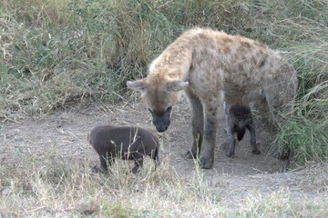 A hyena cub playing with its mother