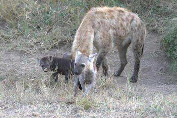 A hyena cub playing with its mother
