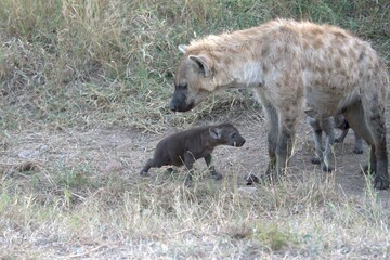 A hyena cub playing with its mother
