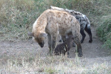 A hyena cub playing with its mother