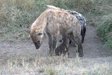 A hyena cub playing with its mother